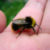 Bee Nest Removal Doncaster