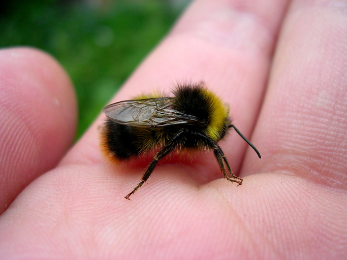 Bee Nest Removal Doncaster