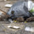 Rat control in Doncaster