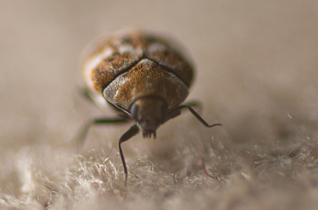 Carpet Beetle control in Doncaster