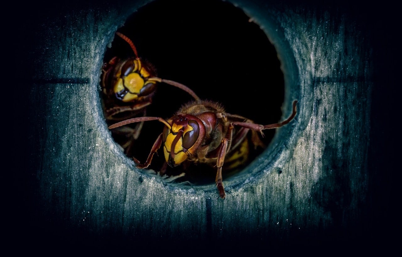 Are wasps a problem in winter?1