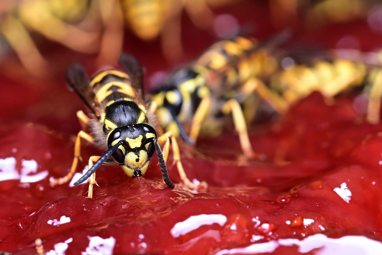Are wasps a problem in winter?