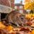 topline-rat-autumn-under-500kb