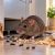 topline-rat-mouse-warning-signs-under-500kb